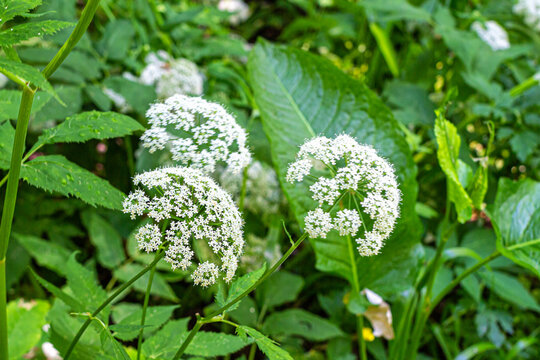Goutweed ordinaria cum parva floribus albis