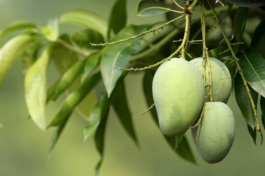 Mango or mangga. Tropical fruit. Still in a tree with leaves. Mangga is Indonesian original fruit. 
