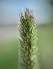Coarse grass