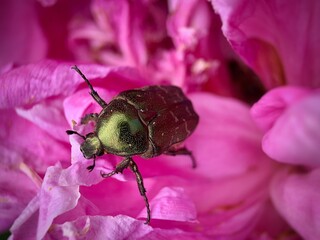 Big bug on a peony