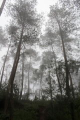 Fototapeta na wymiar Foggy morning in Sukawana Forest