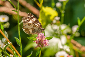 Melanargia galathea. White little butterfly on a clover flower.