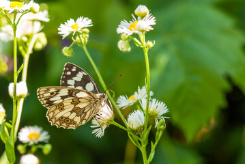 Melanargia galathea. White little butterfly on a yellow flower.
