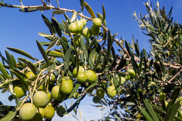 Olive branch full of yellow green fruits on island Brac in Croatia