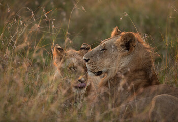 A pair of Lion in the morning light, Masai Mara