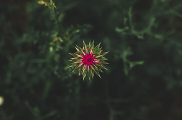 High angle view of a wild magenta thistle flower on dark green background