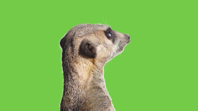 Meerkat turns his head in different directions on a green screen.