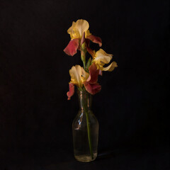 Iris flowers on a black background