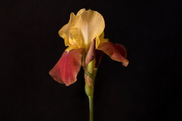 Iris flowers on a black background