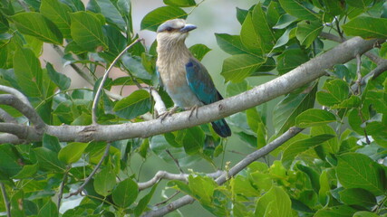 lilac breasted roller