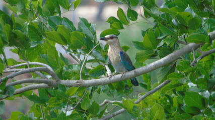 kingfisher on branch