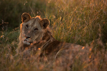 Lion in the mod of grasses in the morning light, Masai Mara