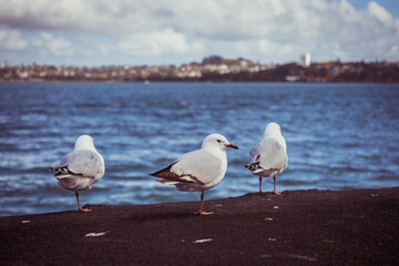 A closeup shot of a seagull standing with one leg on a stone with the sea on the background 