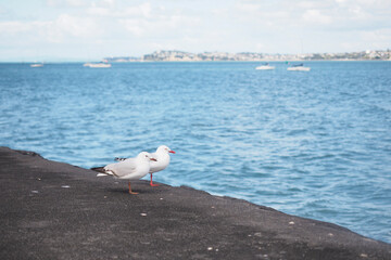 A closeup shot of a seagull standing with one leg on a stone with the sea on the background 