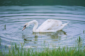 Side view portrait of a white swan on a river gracefully floating on water eating from water