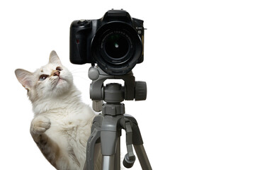 Cat photographer with camera on tripod isolated on white background