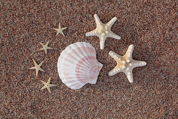 Fototapeta na wymiar Sea shells and starfish on the beach. Sandy beach with waves. Summer vacation concept. Holidays by the sea