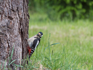 Close up bird The great spotted woodpecker, Dendrocopos major perched on the larch tree trunk,...
