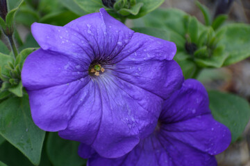 Flower of a garden plant close up after the evening rain