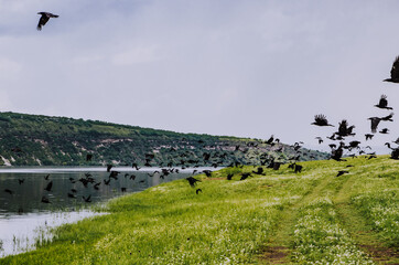 Wide angle of a flock of black ravens taking off to fly on the river bank