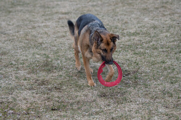 german shepherd dog running