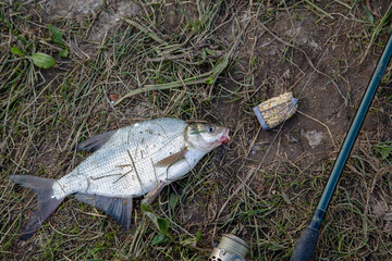 fish bream caught at the bottom of a fishing rod with a feeder