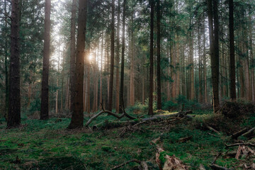 Frühlingsspaziergang im Wald mit dem Hund