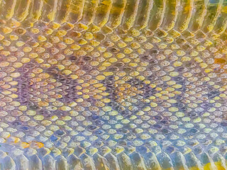 Dried skin of the Rattlesnake for background. Rattlesnakes receive their name from the rattle at...