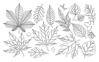 Vector set of hand drawn autumn fall leaves, berries and acorns. Outline forest design elements for decoration, posters, invitations with oak, maple, ash, chestnut, poplar, acorn, rowan tree leaf.