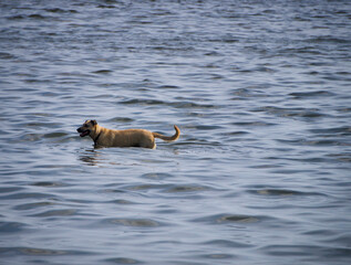 dog in water