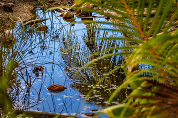 reflet d'une palme dans l'eau