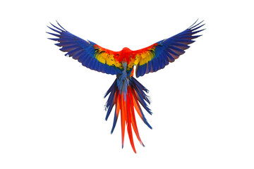 Obraz premium Colorful feathers on the back of macaw parrot, Scarlet macaw parrot