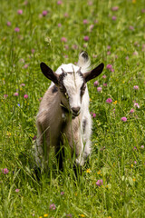 Small domestic goat on green field, close up	