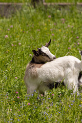 Small domestic goat on green field, head shoot	
