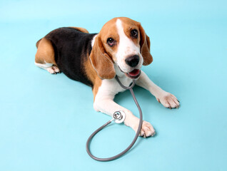 beagle dog with stethoscope as veterinarian on blue background in studio.