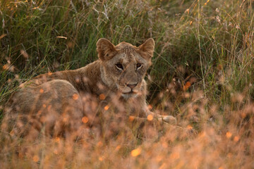 Fototapeta na wymiar A lion cub in the morning light, Masai Mara