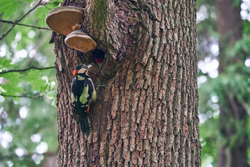 Woodpecker feeds the chick. Woodpecker chick in the hollow of a tree.