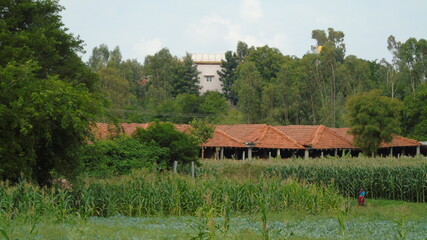 rural landscape in the village