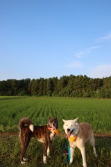 2匹の笑顔の犬と田園風景