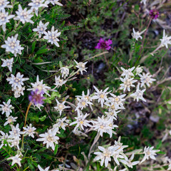 Rare Edelweiss flowers growing in the highlands