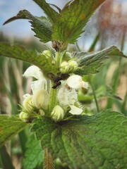Deadnettle and ants