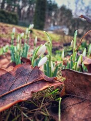 Snowdrops in late autumn