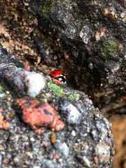 Ladybug on a stones