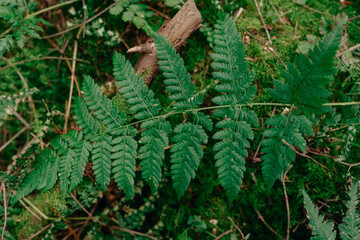 Frühlingsspaziergang im Wald mit dem Hund