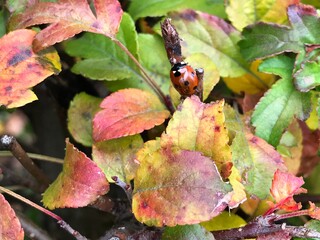 Ladybug on colourful leaves