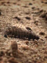 Caterpillar