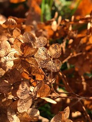 Hortensia in autumn