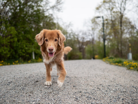 Cute Dog Running Towards Camera Outside