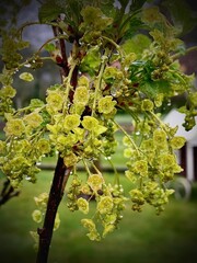 Blooming currant
