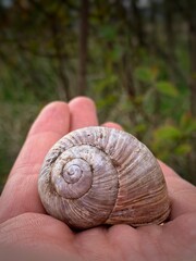 Snail in a hand